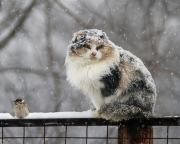 sneg-dozhd-i-drugie-osadki-v-prognoze-pogodyi-na-181115_2015-11-17_12-20.jpg