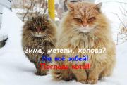 кот НГ .jpg