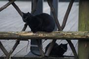Ресторанные коты 9.jpg