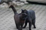 Ресторанные коты 1.jpg