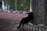 Ресторанные коты 4.jpg