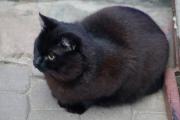 Ресторанные коты 2.jpg