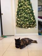 12-04-15-protecting-christmas-tree-from-dogs-cats-pets-6-585a66c36e602__605.jpg