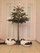 12-03-55-protecting-christmas-tree-from-dogs-cats-pets-19-585a7629ec52f__605.jpg