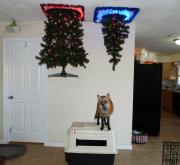 12-02-48-protecting-christmas-tree-from-dogs-cats-pets-17-585a73af7574f__605.jpg