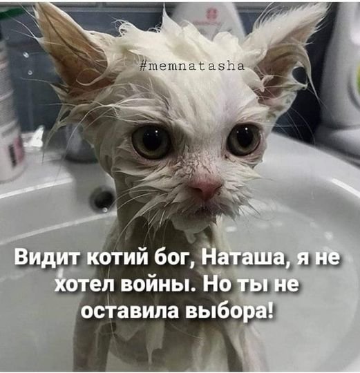 Котодень) 