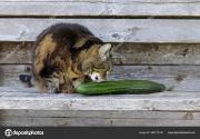 depositphotos_480779192-stock-photo-cats-cucumbers-cat-licks-cucumber.jpg