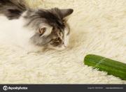 depositphotos_329734740-stock-photo-cat-plays-with-cucumber.jpg